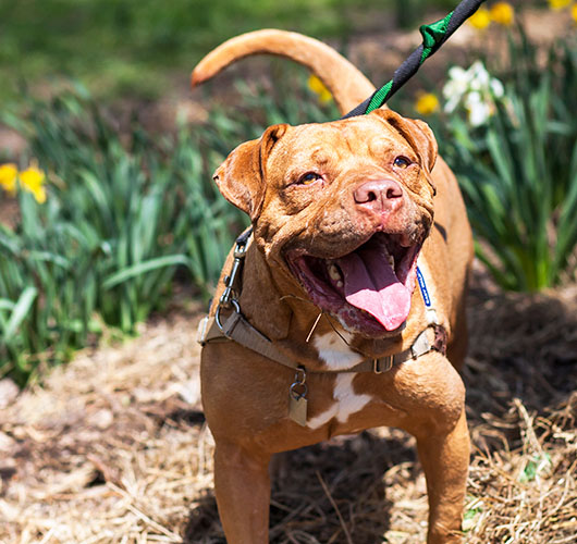 ASPCA Animal Poison Control Center for Owners