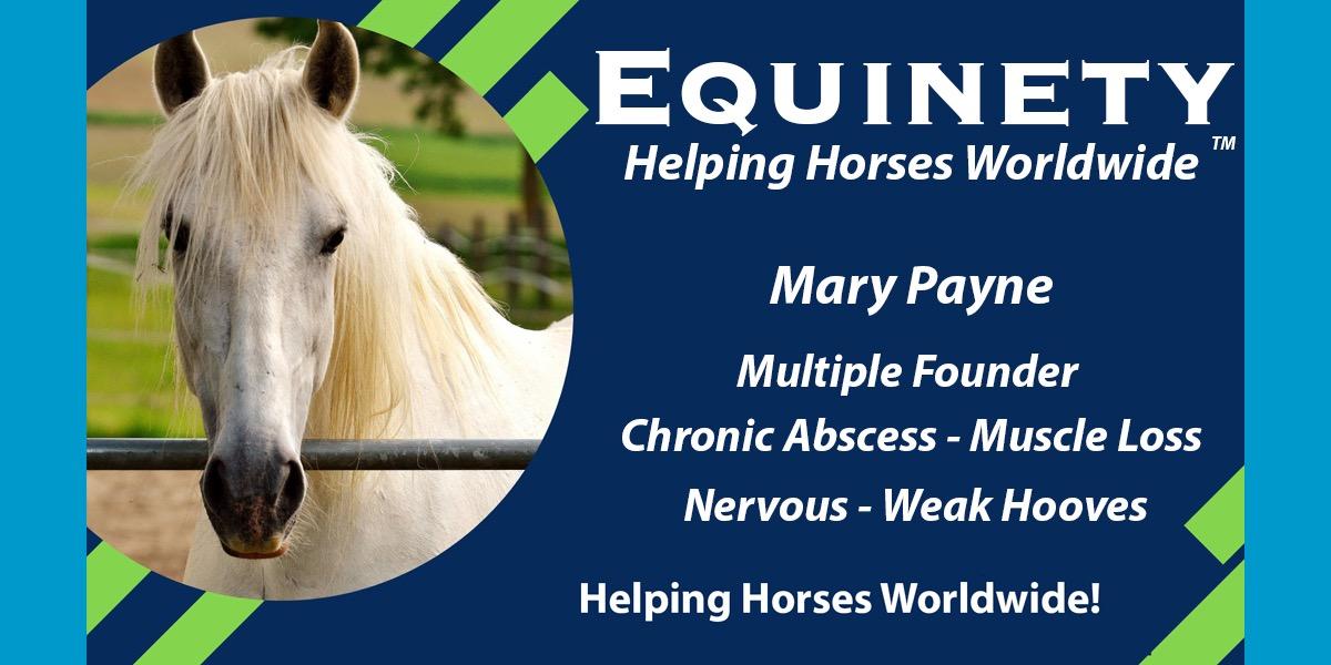 Mary Payne - Multiple Founder – Chronic Abscesses – Muscle Loss – Nervous – Weak hooves now running and playing