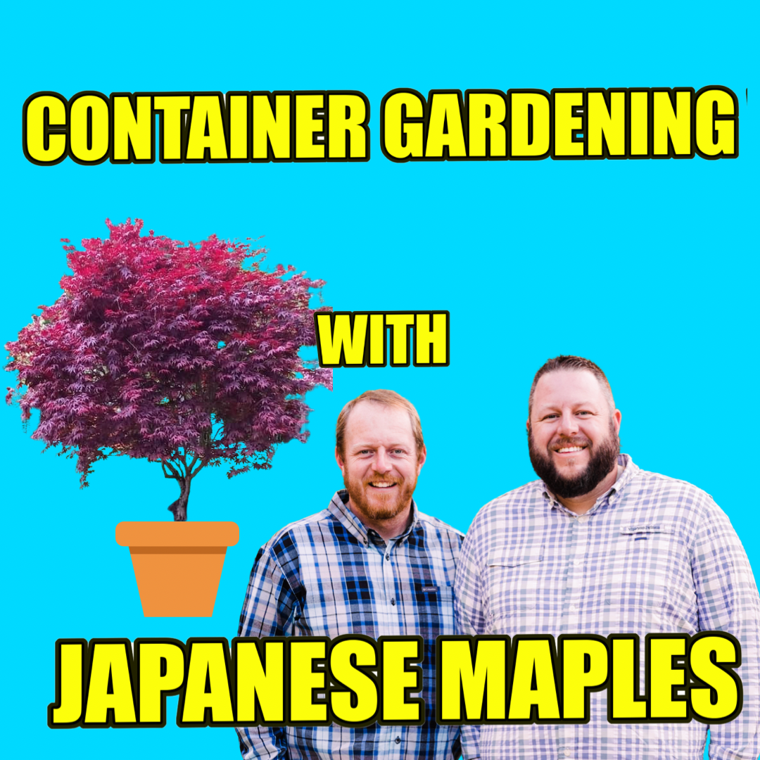 Container Gardening with Japanese Maples DIY Gardening MrMaple