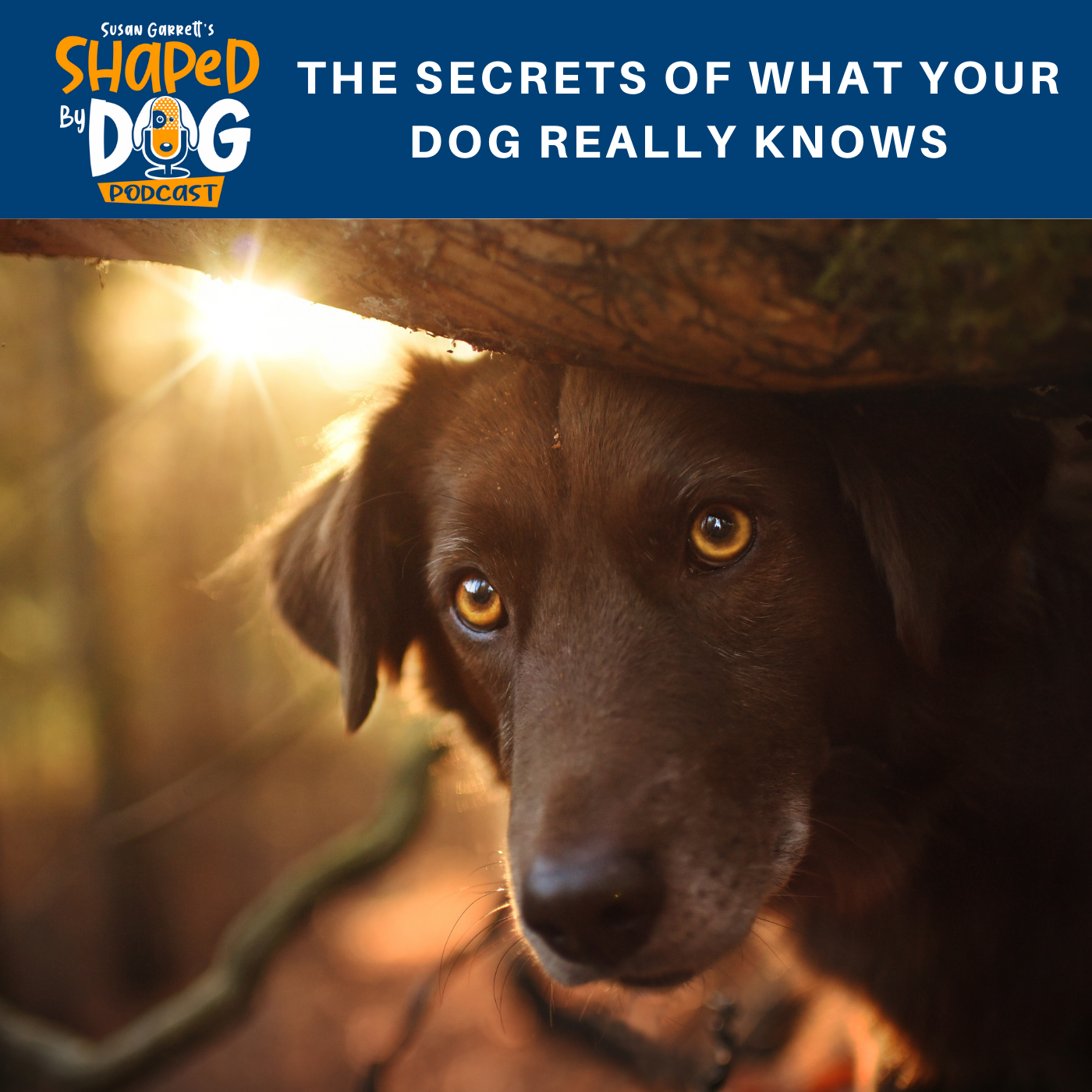 The Secrets of What Your Dog Really Knows
