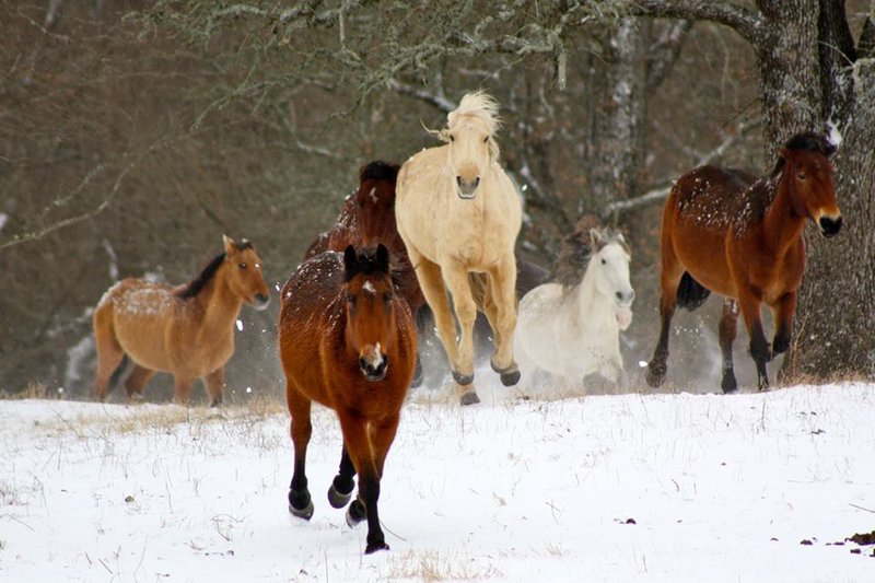 Mowdy Ranch - Coalgate, Oklahoma