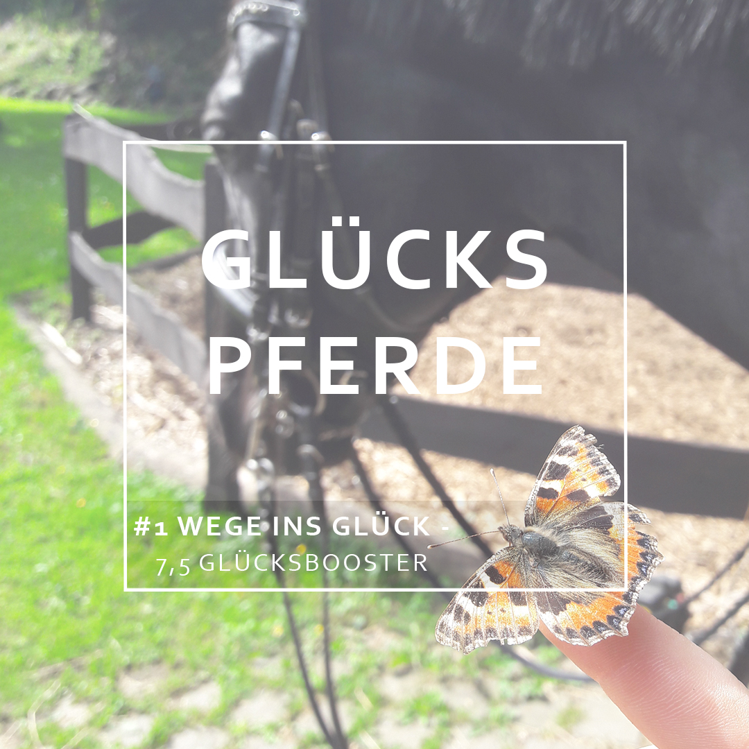 GlücksPferde - Erfüllt leben im Spiegel der Pferde