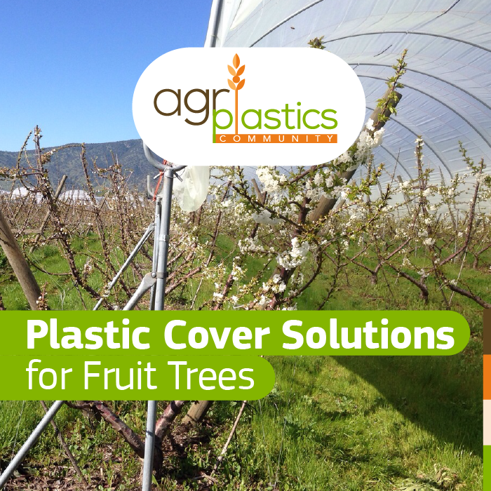 Plastic Cover Solutions for Fruit Trees Agriplastics Community