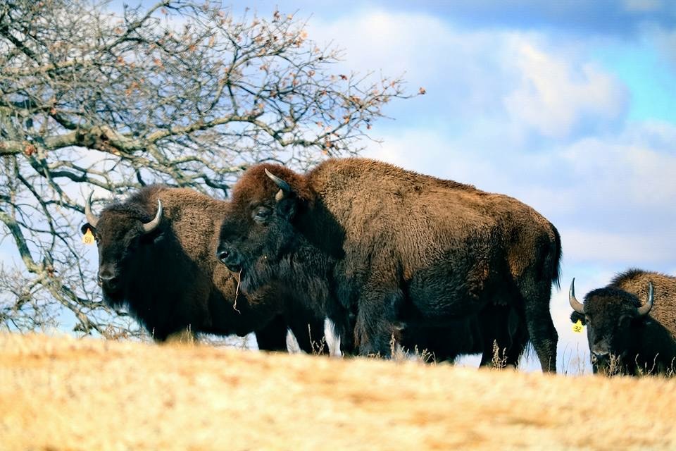 Woolaroc Museum and Wildlife Preserve