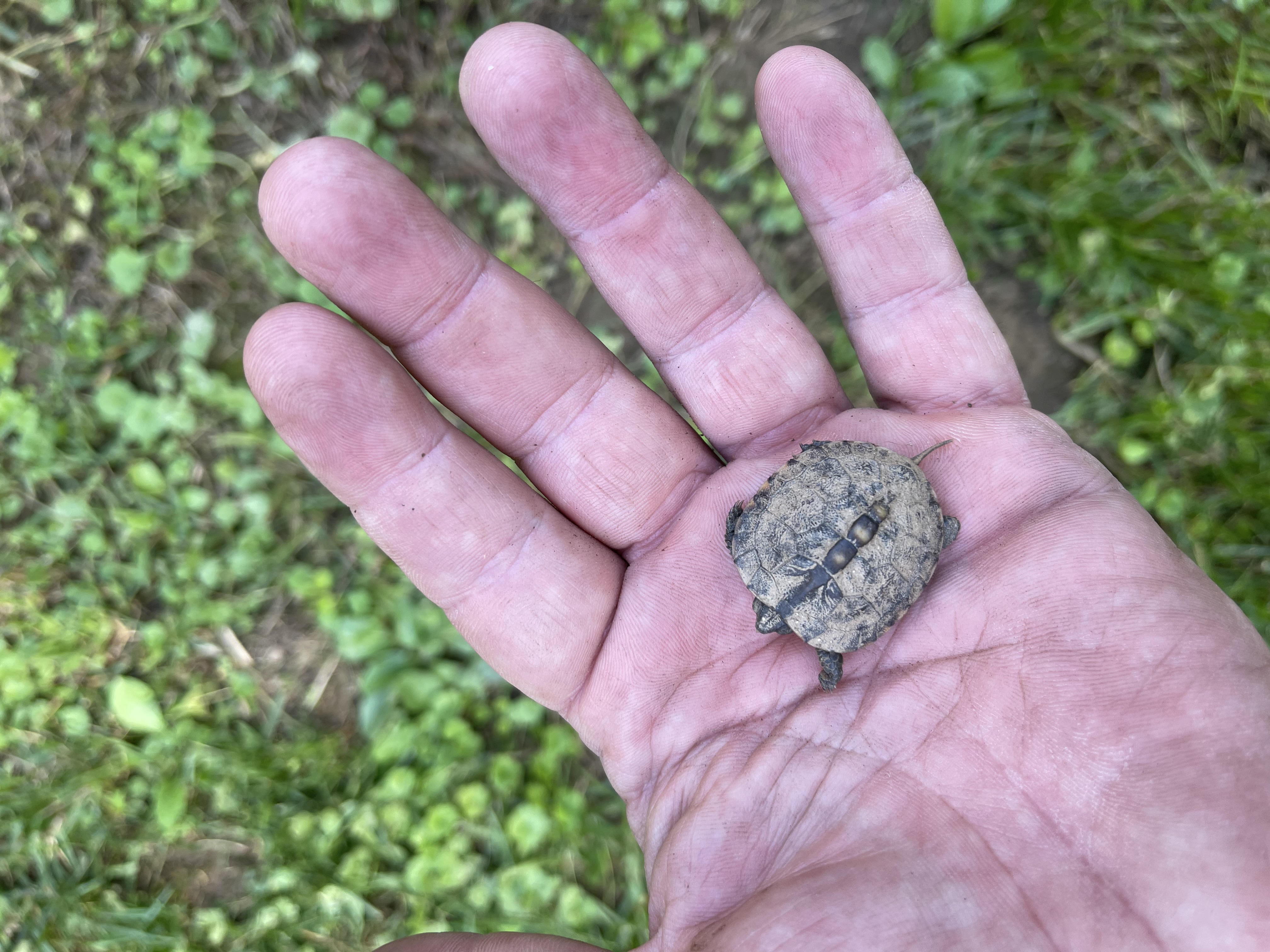 nativeplantpodcast\'s podcast