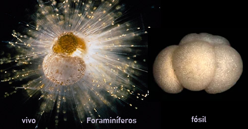 Cienciaes.com