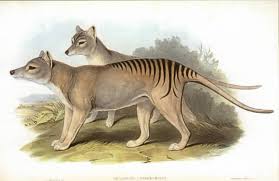 Thylacines and Pademelons