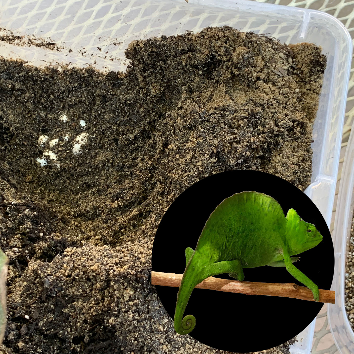 Creating a Chameleon Egg Laying Bin Chameleon Academy Podcast with Bill Strand Lyssna här