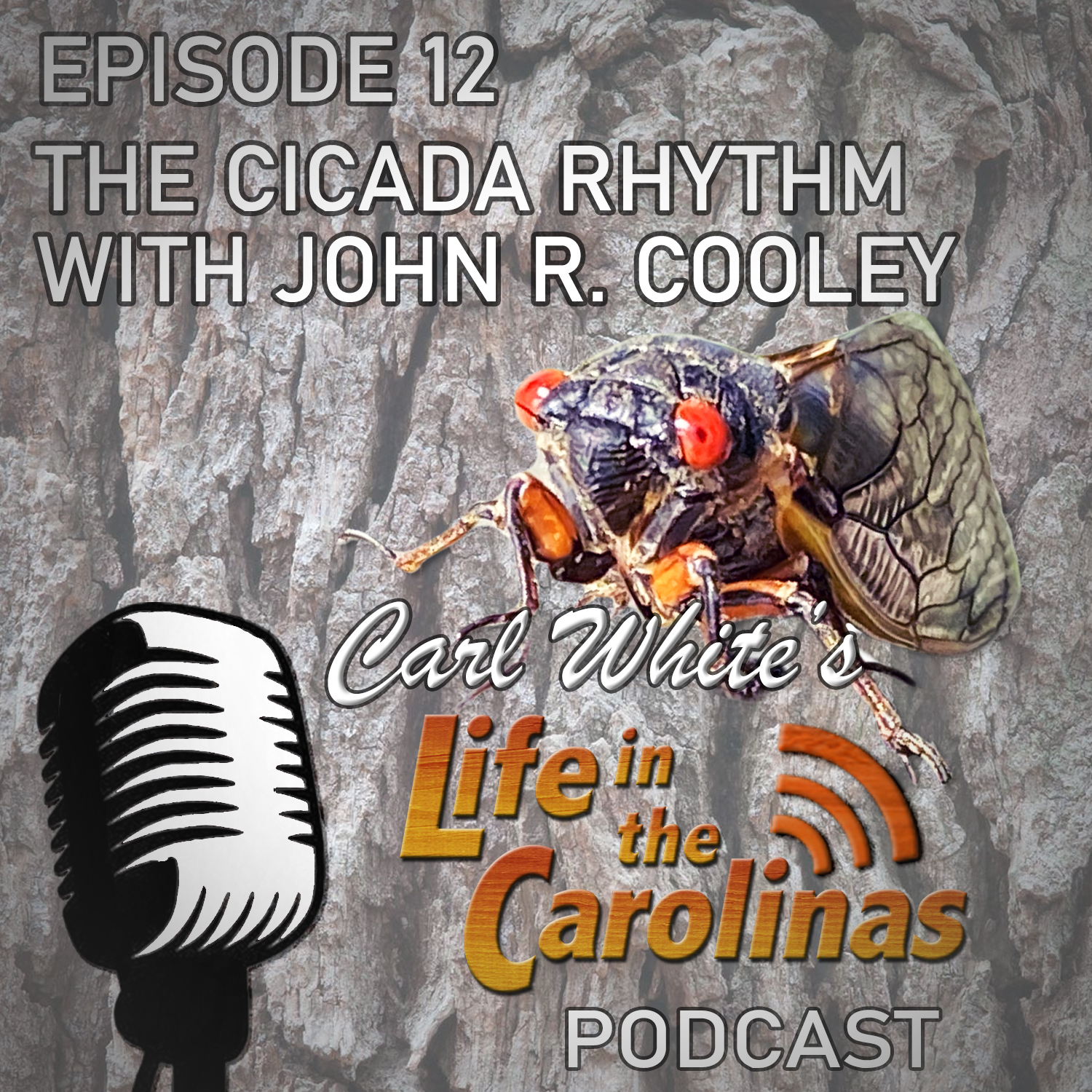 The Cicada Rhythm