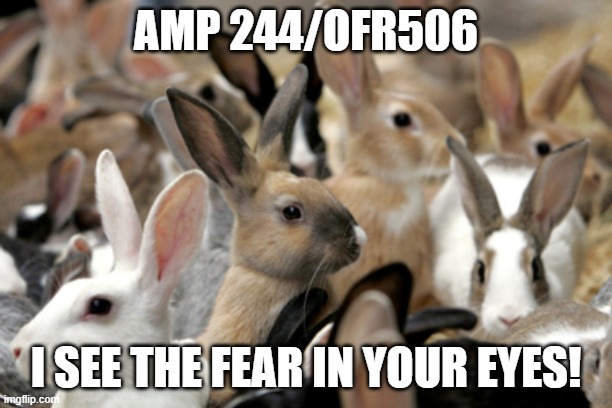 AMP Episode 244