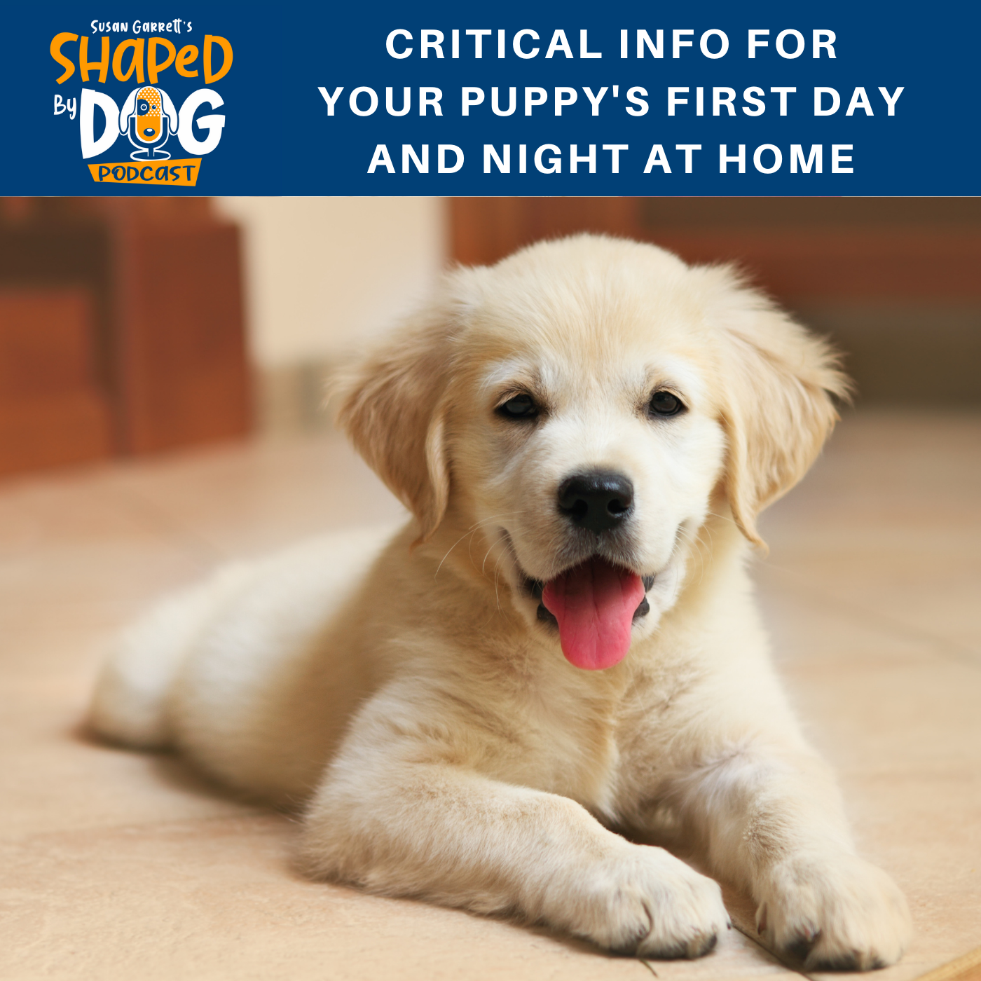 Critical Info for Your Puppy’s First Day and Night at Home