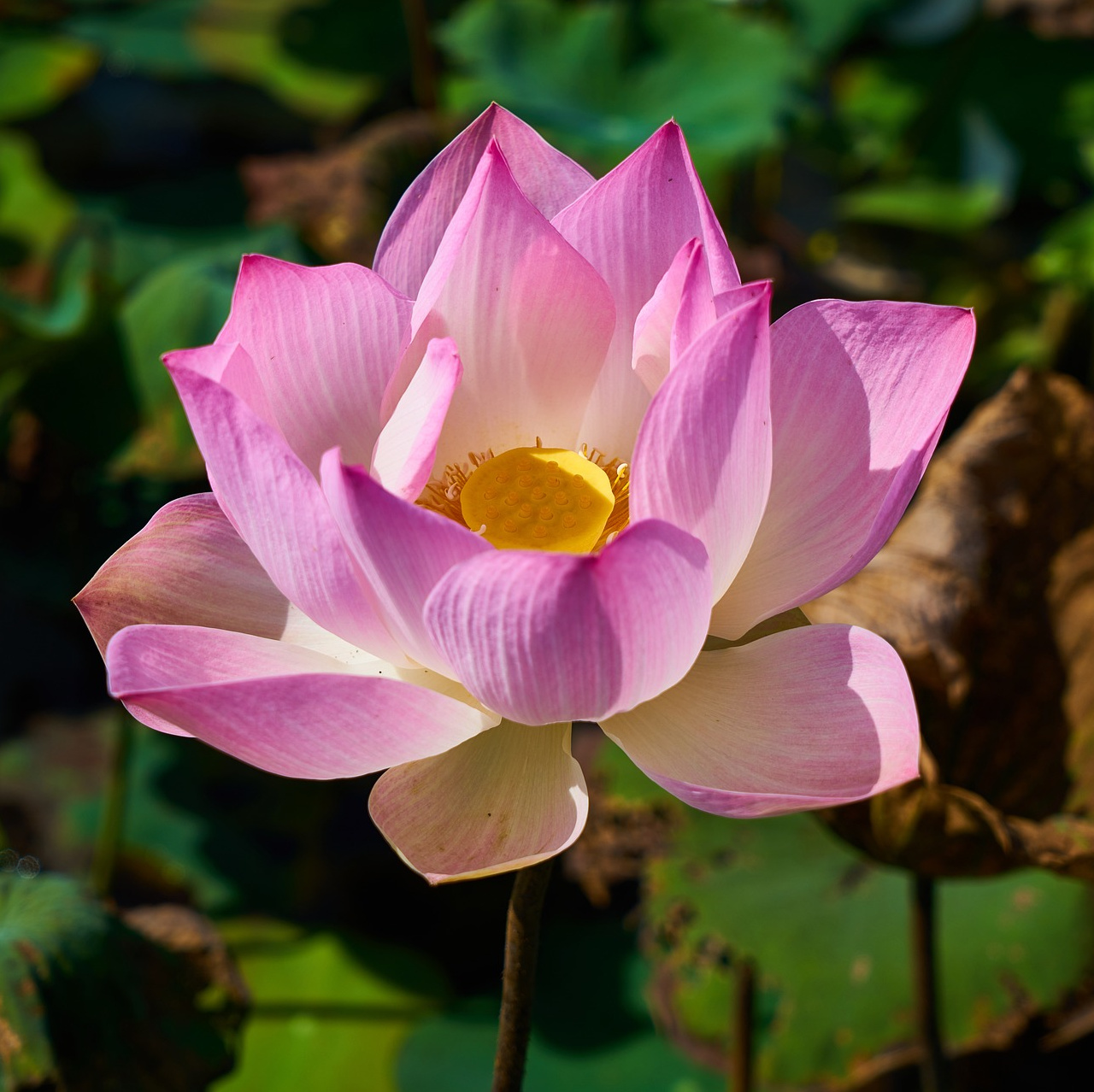 Lotus Sutra 3: This Means YOU - The Parable of the Lost Son