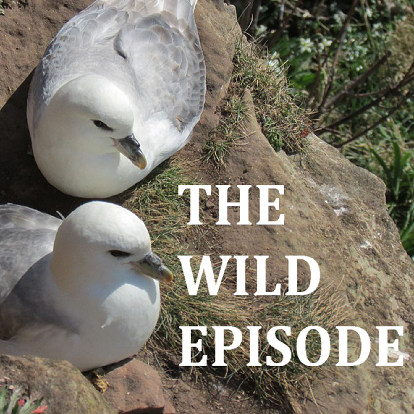 The Wild Episode