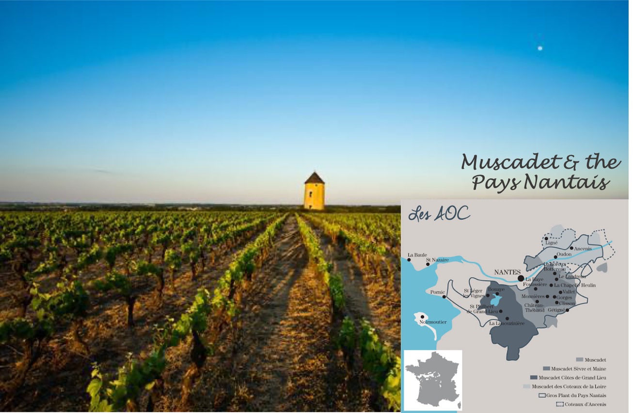 Muscadet - The Overlooked White of the Loire