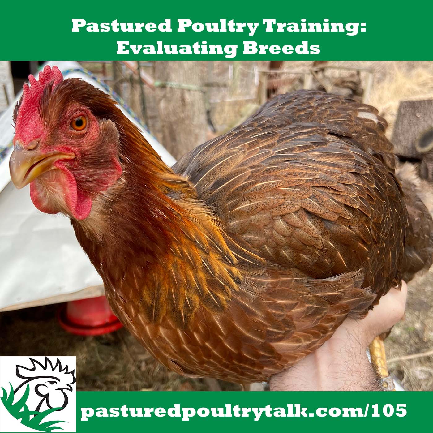 Evaluating Breeds for Pastured Poultry and Understanding Genetics, Performance, and Cost