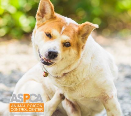 ASPCA Animal Poison Control Center for Owners