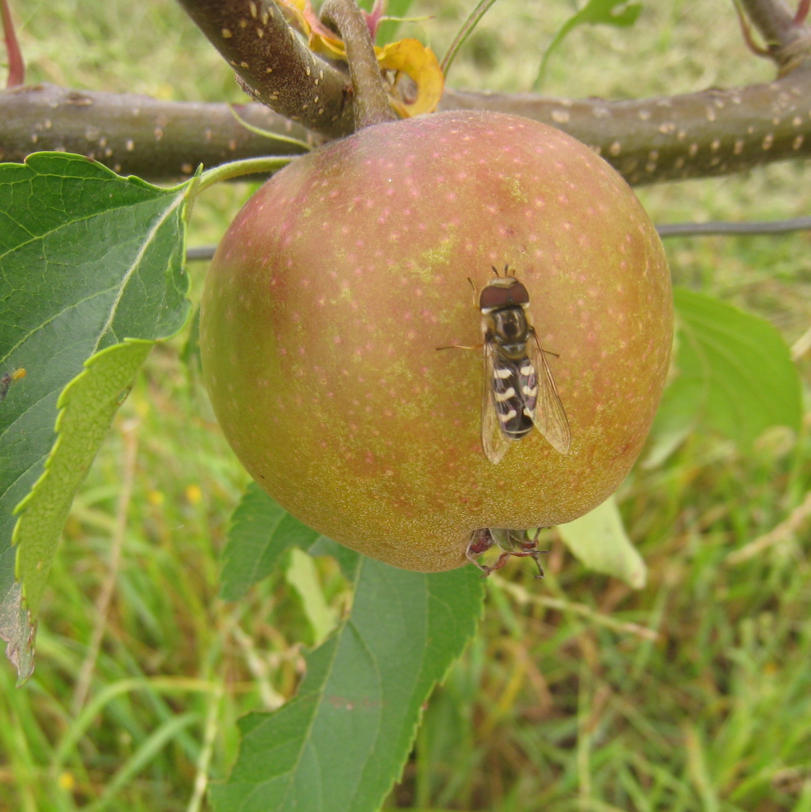 Le podcast du Jardin des Merlettes