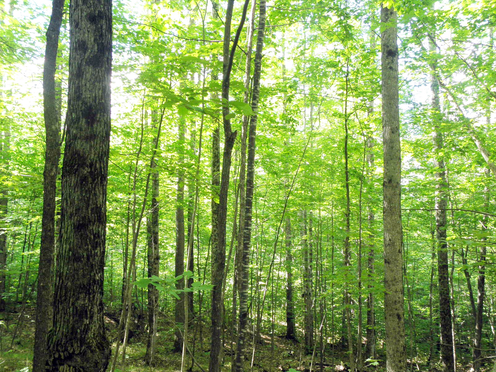What's A Forester & How Is That Relevant to My Hunting?