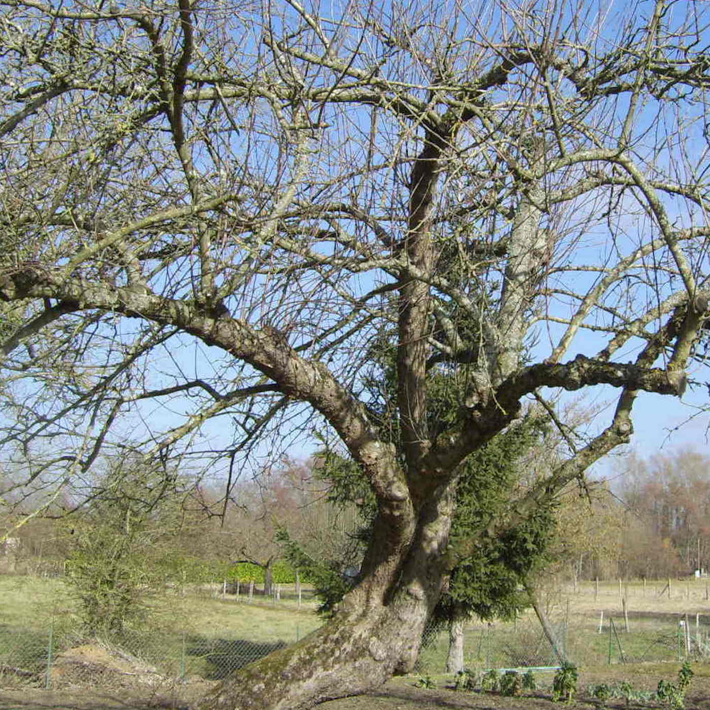 Le podcast du Jardin des Merlettes