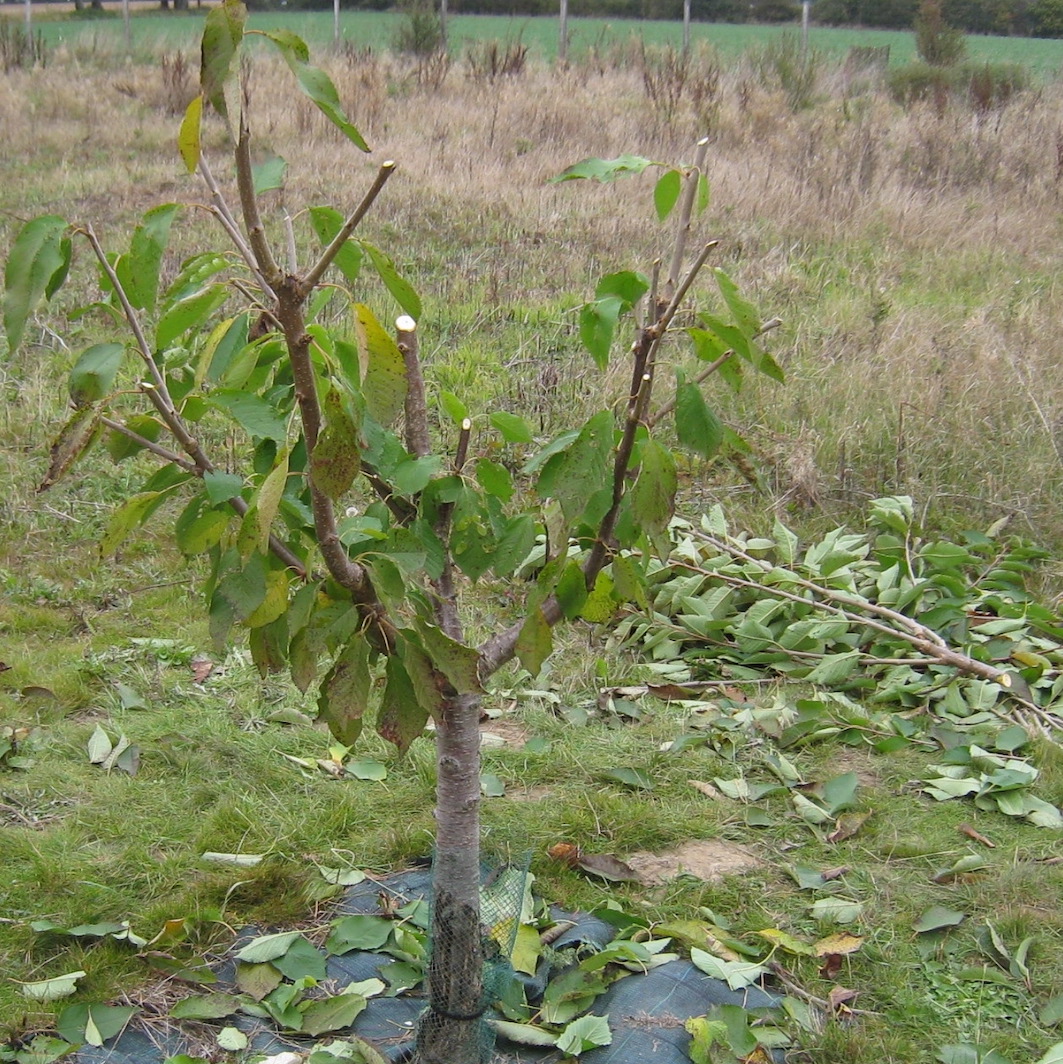 Le podcast du Jardin des Merlettes
