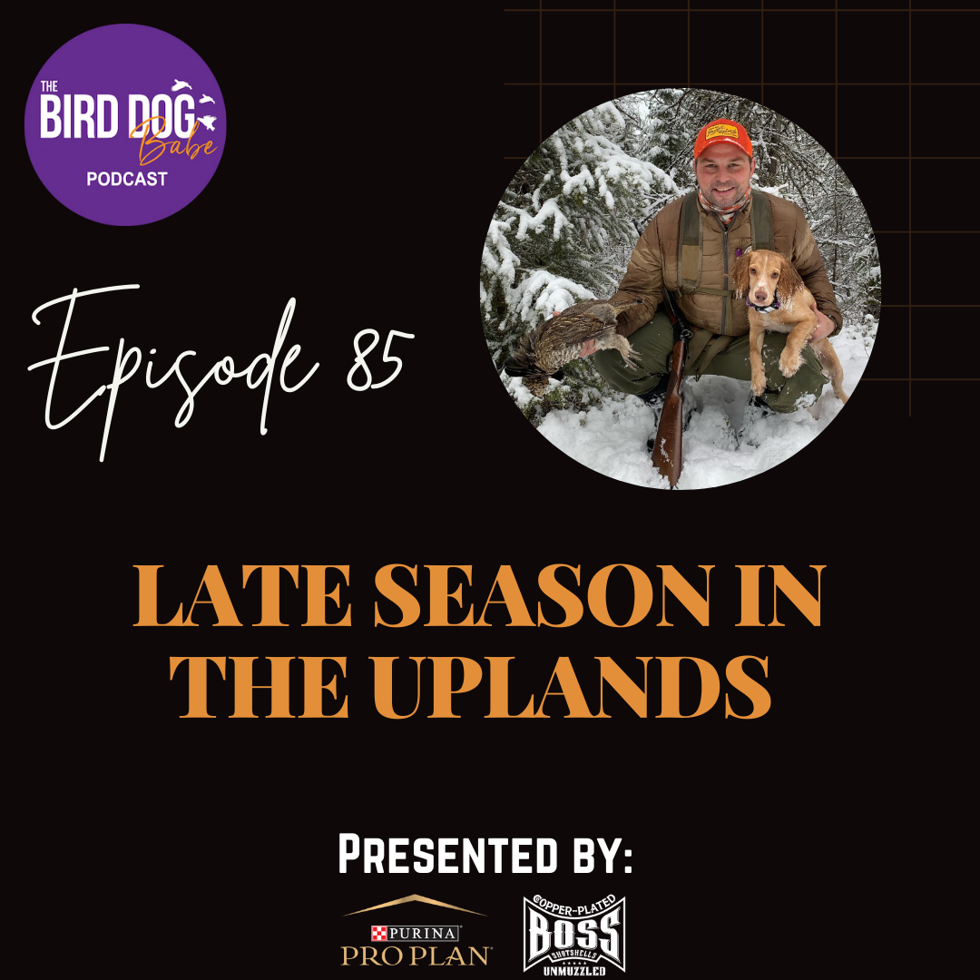 The Bird Dog Babe
