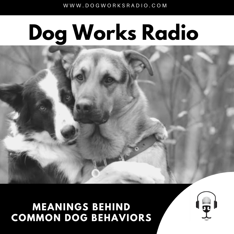 Meanings Behind Common Dog Behaviors