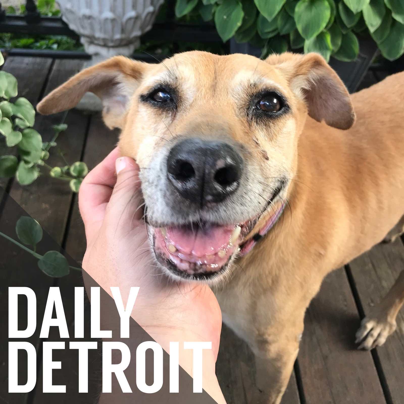 New openings; Small Business Saturday recs; Adopt a senior pet month