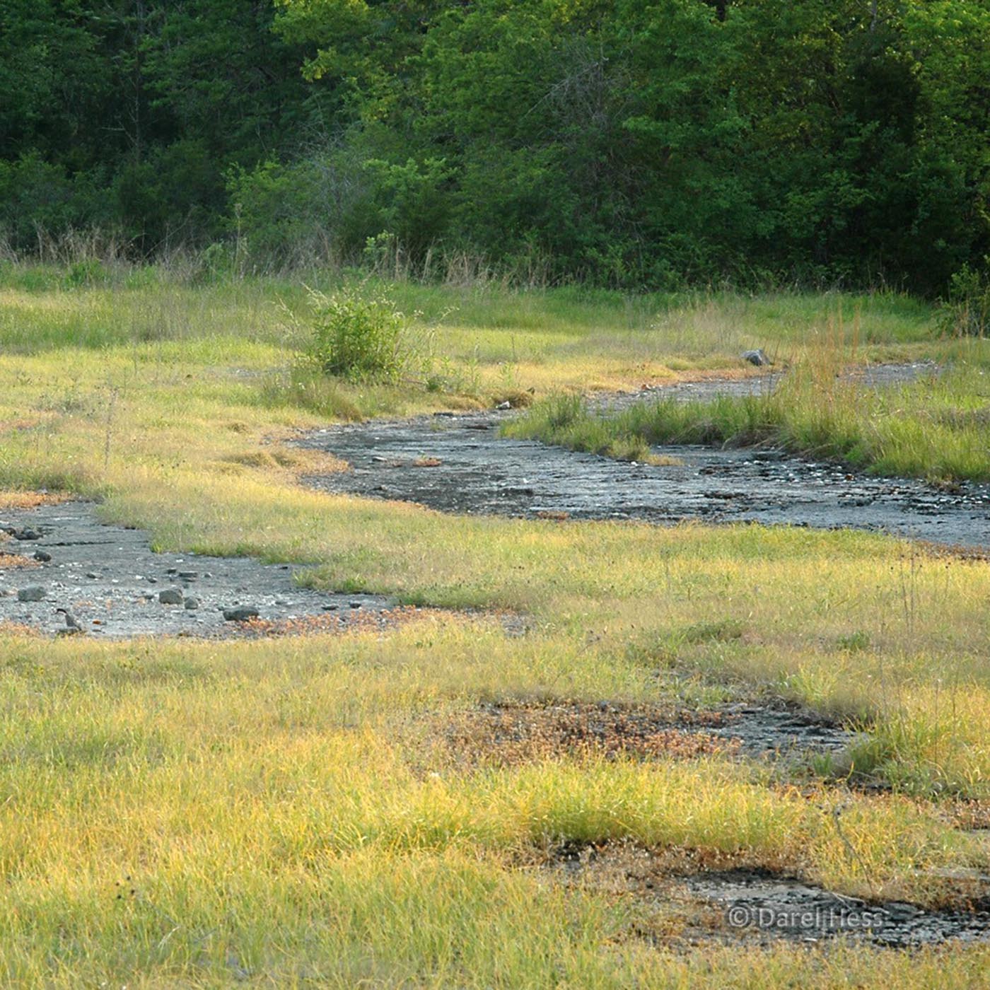 A Glimpse into the Fascinating World of Cedar Glades Backyard Ecology
