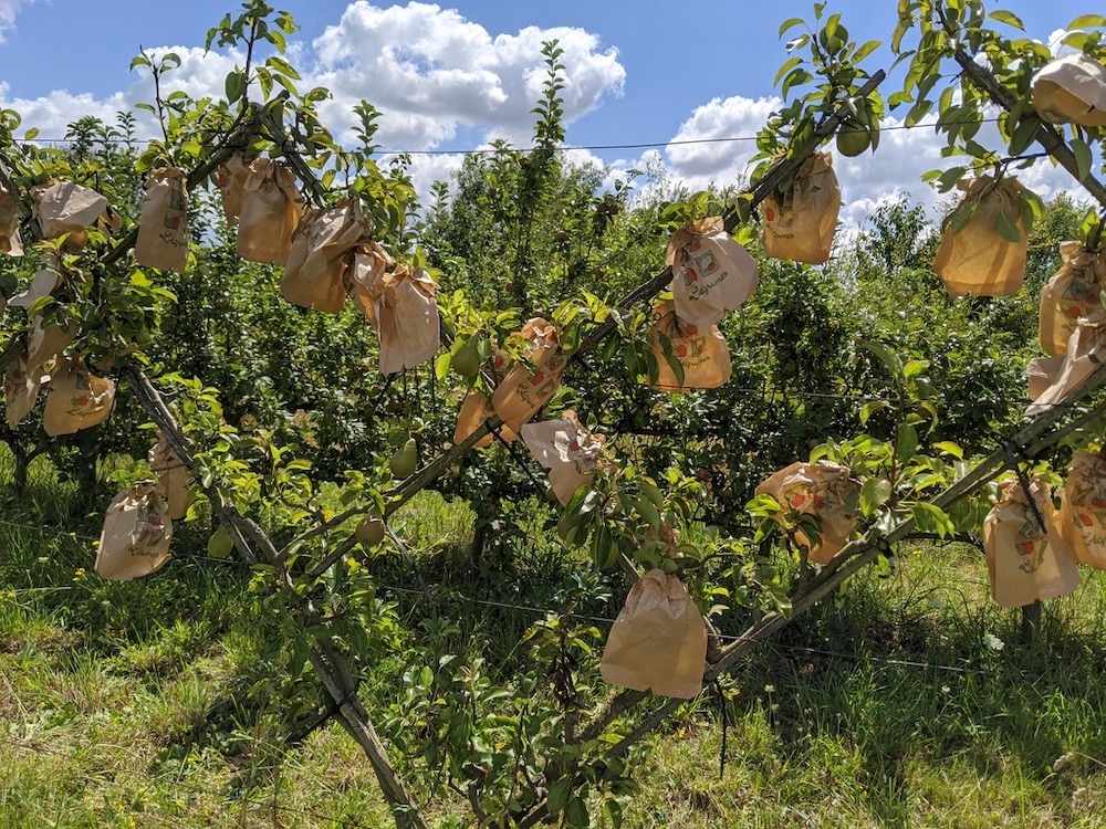 Le podcast du Jardin des Merlettes