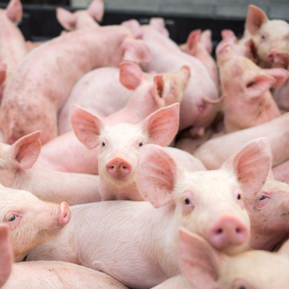 Global Animal Protein Outlook 2023 Pork and Poultry Deep Dive With