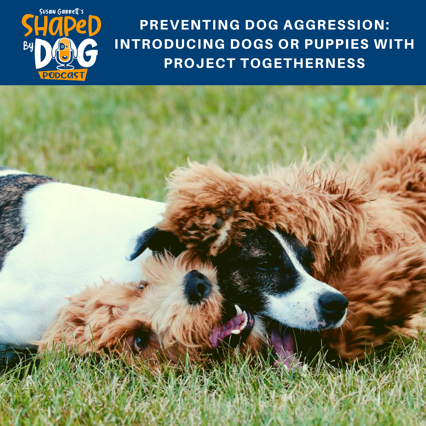 Preventing Dog Aggression: Introducing Dogs or Puppies with Project Togetherness