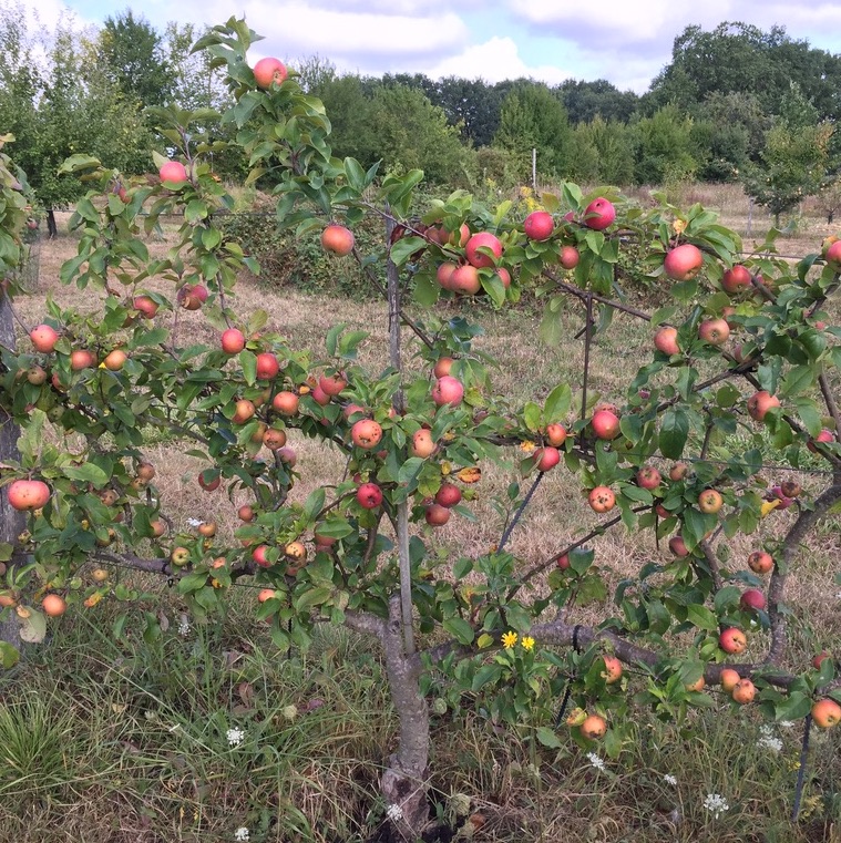 Le podcast du Jardin des Merlettes