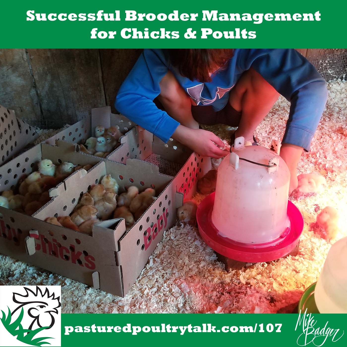 Successful Brooder Management for Chicks & Poults