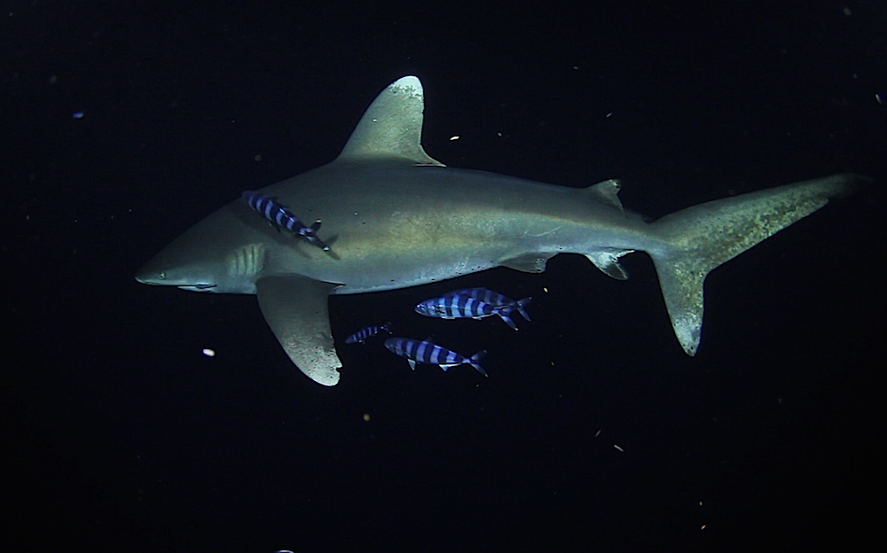 Shark Task Force
