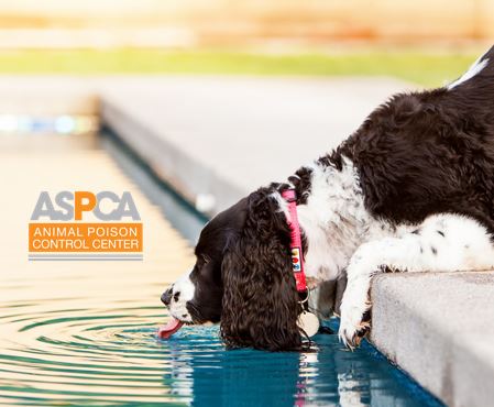 ASPCA Animal Poison Control Center for Owners