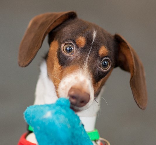 ASPCA Animal Poison Control Center for Owners