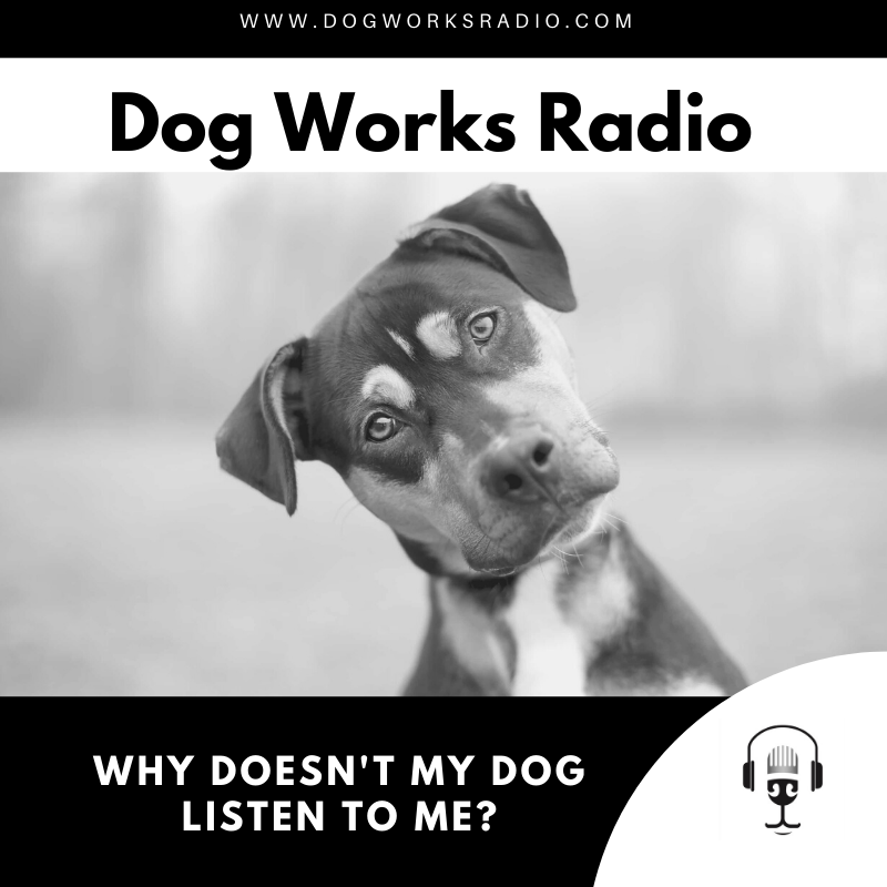 Why doesnt my dog listen to me?