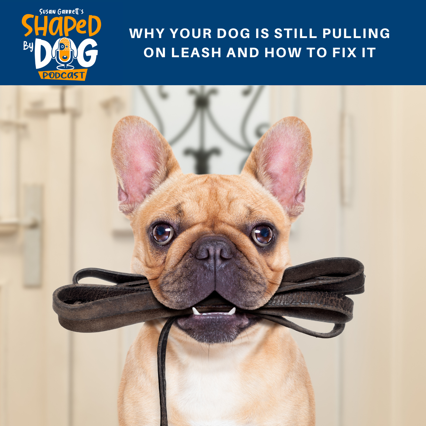 Why Your Dog Is Still Pulling on Leash And How To Fix It