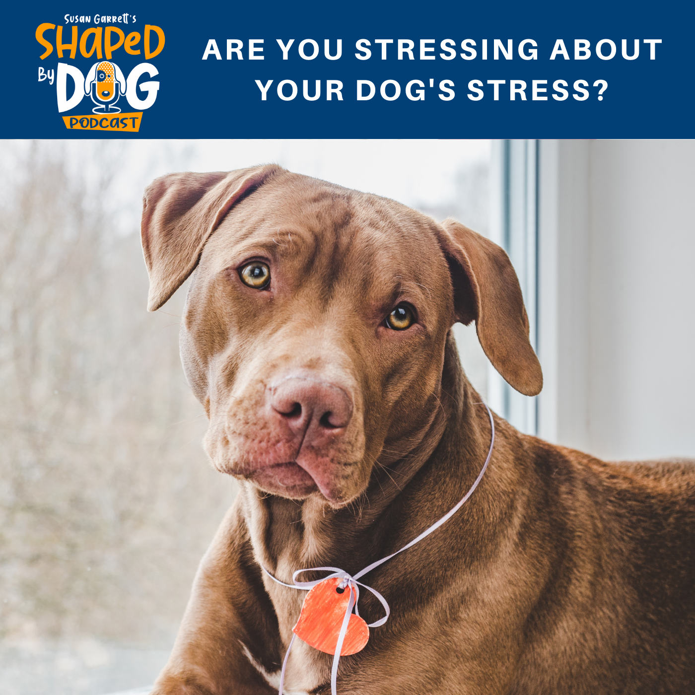 Are You Stressing About Your Dog's Stress?