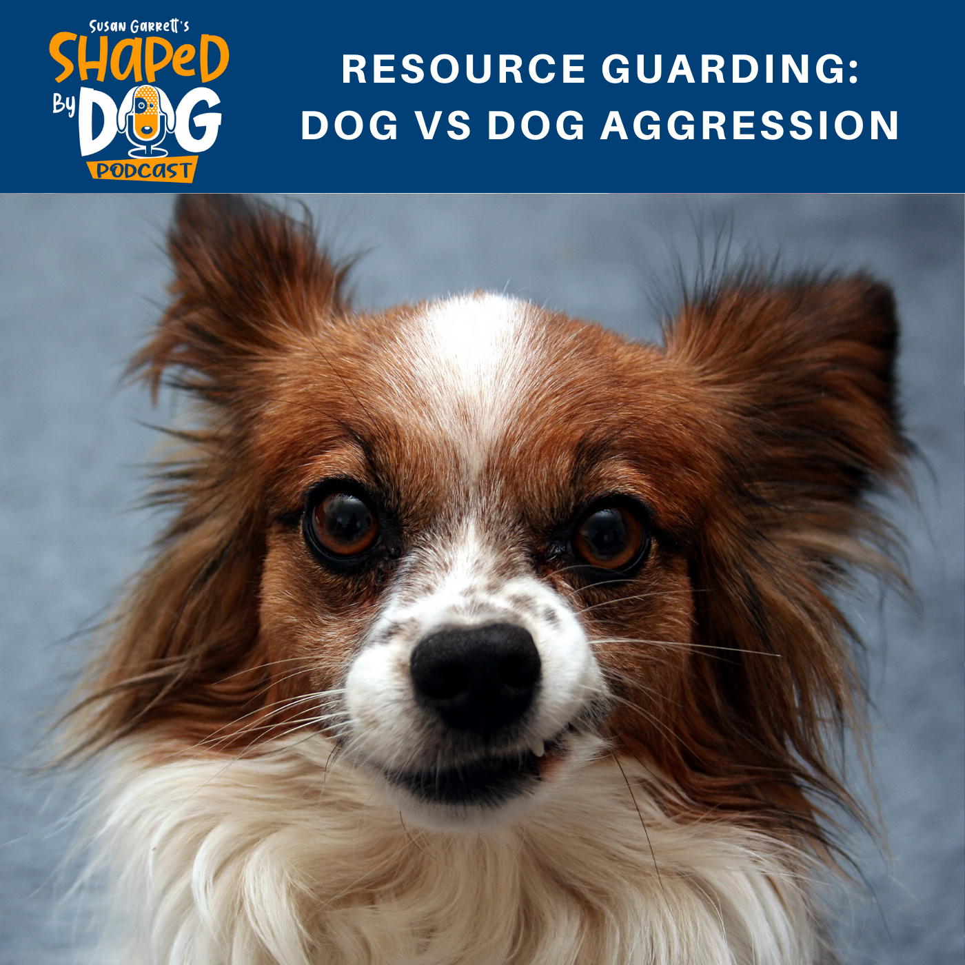 Resource Guarding: Dog vs Dog Aggression