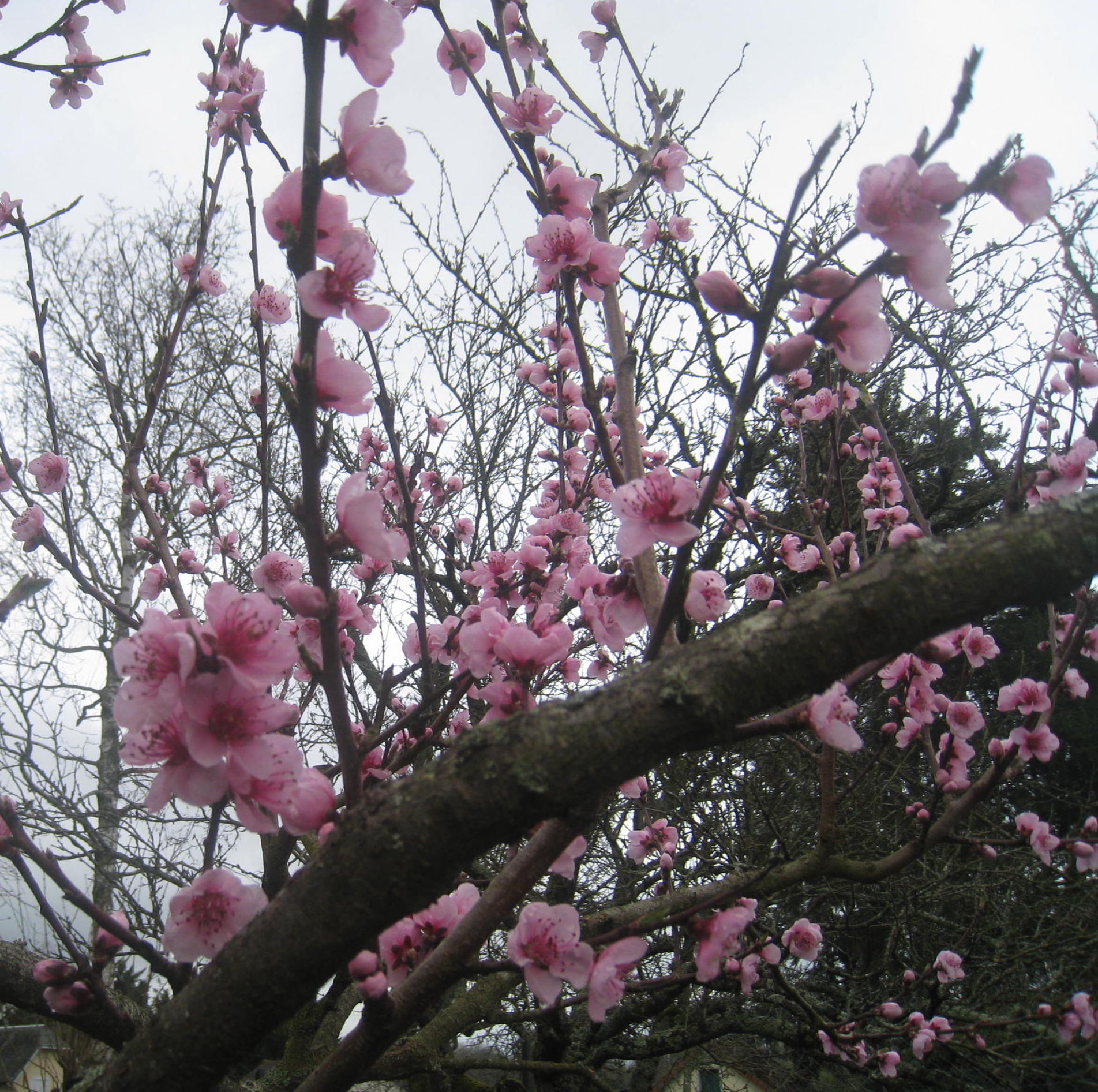Le podcast du Jardin des Merlettes
