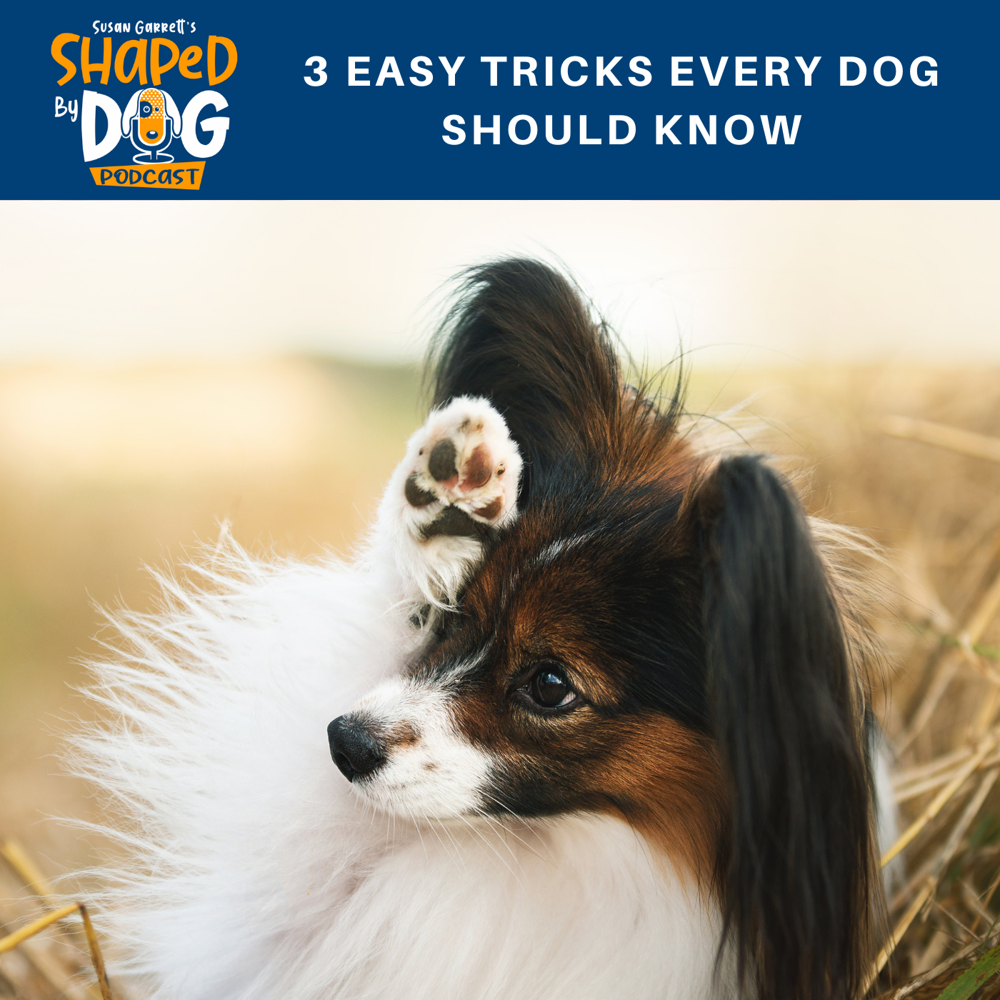 3 Easy Tricks Every Dog Should Know