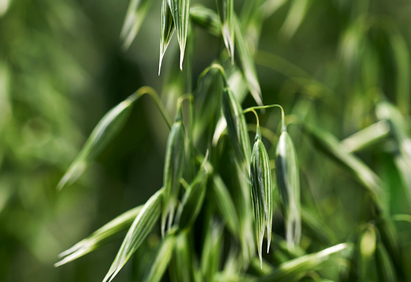 Leipä leveämmäksi Luomu-jakso