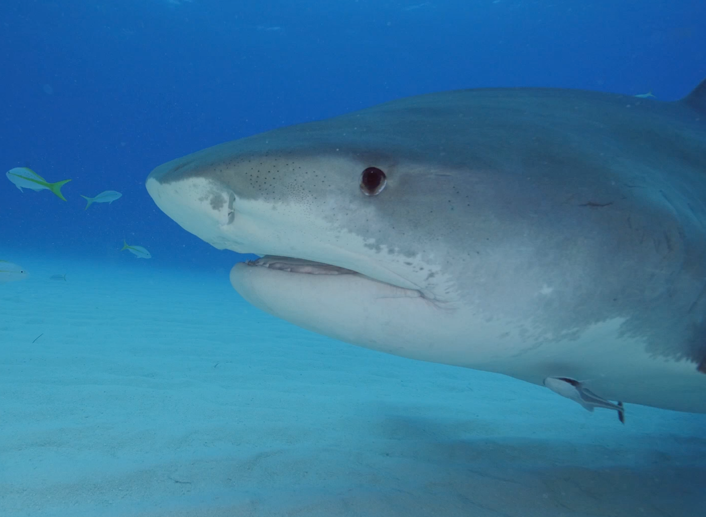 Shark Task Force