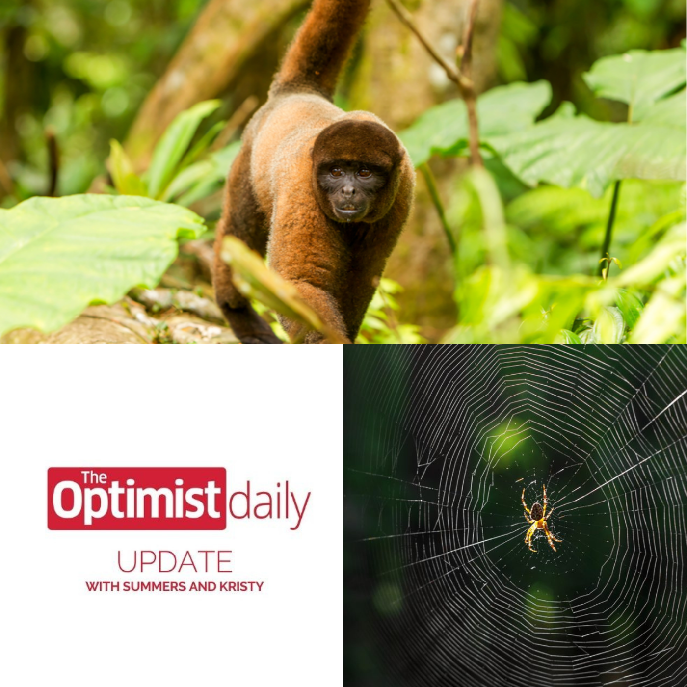 Estrellita the Woolly Monkey & How Spiders Use Webs to Hear