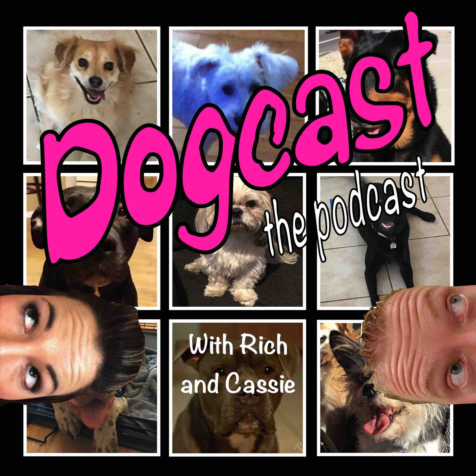 Episode 12 - Why Do Our Dogs Follow Us Everywhere?