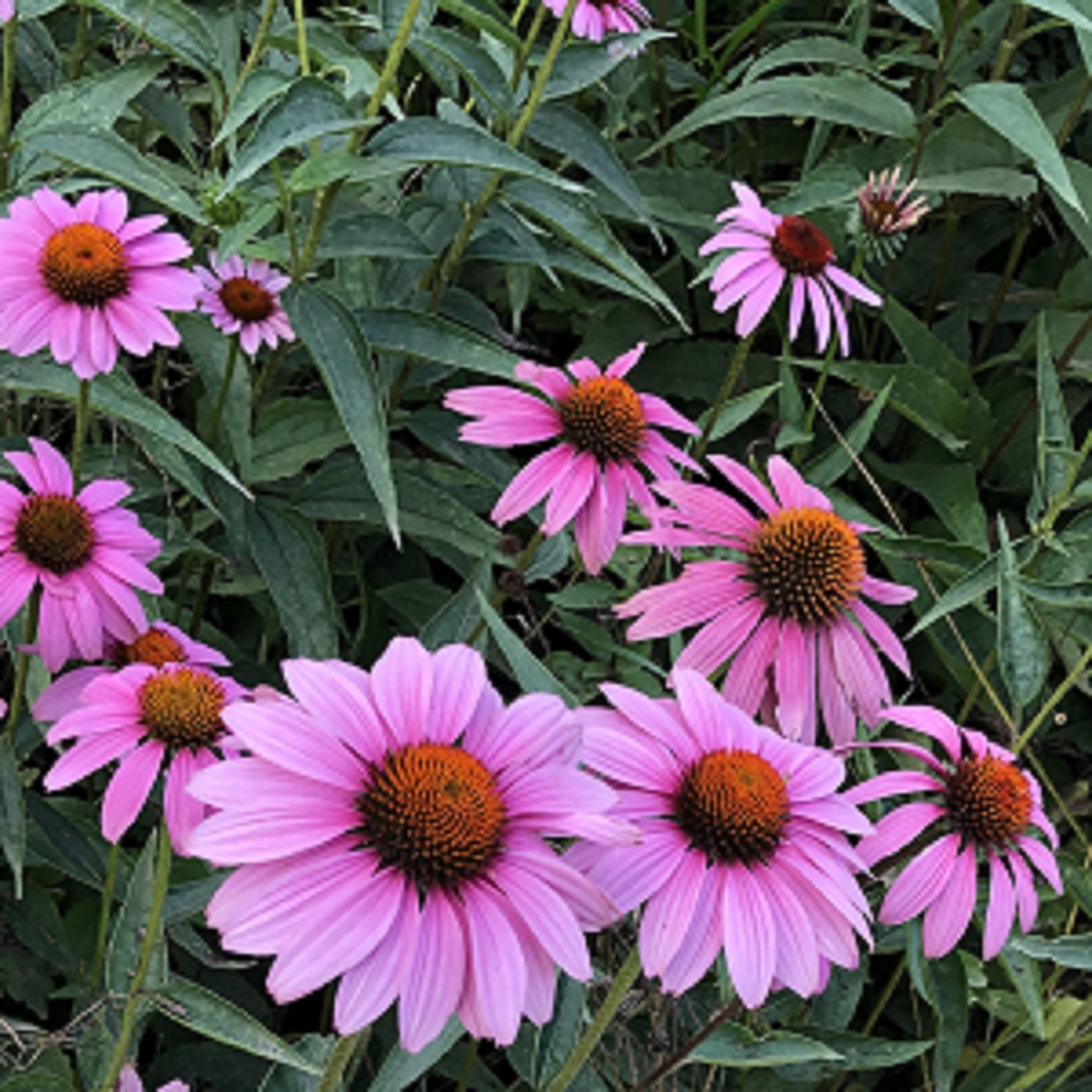 Meditation on the Breath: Cultivating Patience