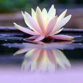 Mindfulness of Breath and Body