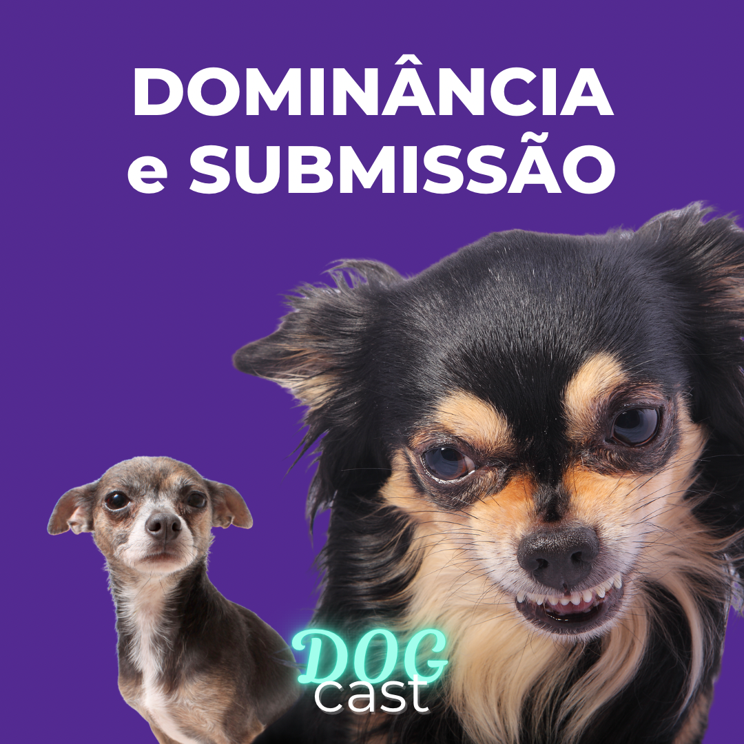 DogCast