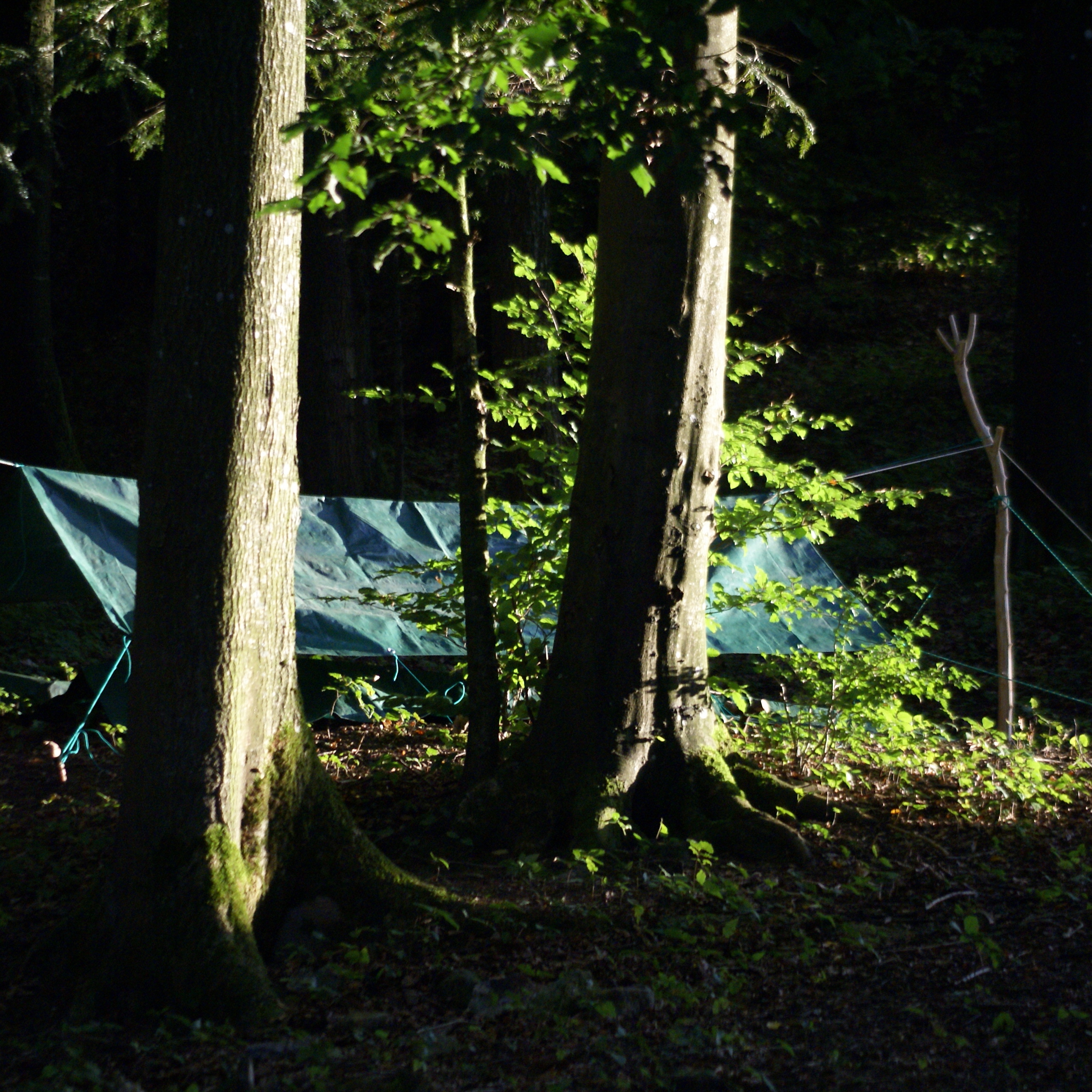 Kraftbaum - der Podcast auf deinem Weg zu tiefer Naturverbundenheit und deiner inneren wahren Natur.